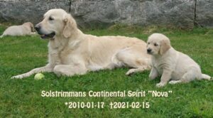 Solstrimmans Continental Spirit - NOVA